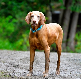 匈牙利维斯拉犬图片